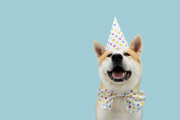 Wall Mural - Happy akita dog celebrating birthday or carnival wearing party hat and bowtie. Isolated on blue colored background.