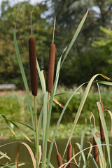 Canvas Print - Typha latifolia au bord d'un plan d'eau	