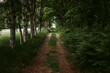 © Chris Zielecki/Stocksy - Narrow path in dark forest