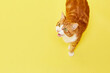 © Monica Pronk/Stocksy - Ginger Cat Meow