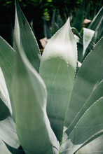 Green Plant Close-up.