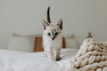 Baby Kitten On A Bed