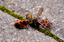 Vespula Germanica, European Wasp, German Wasp, Or German Yellowjacket Is Feeding On Pyrrhocoris Apterus, Firebug, Red Firebug, Linden, Sap Sucking, Red Soldier Bug