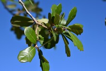 Leaves Of A Live Oak Tree Against A Blue Background