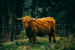 An orange furry highland cow looking at the camera in a full body shot on a grassy hill