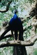 A majestic peacock sitting on a branch in the forest