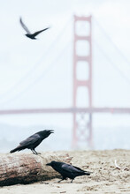 Black Carrion Crow Cawing And Flying With The Golden Gate Bridge In The Background