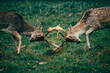Two male fallow deer fighting with antlers and heads locked in a green field