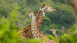 Mother and Baby Giraffe hugging each other with a green background	