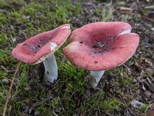 Two Light Pink Mushrooms