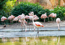 A Group Of Chilean Flamingo Looking For Food In The Water, Phoenicopterus Chilensis