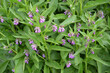 Trench medicinal (Symphytum officinale L.). Flowering shoots
