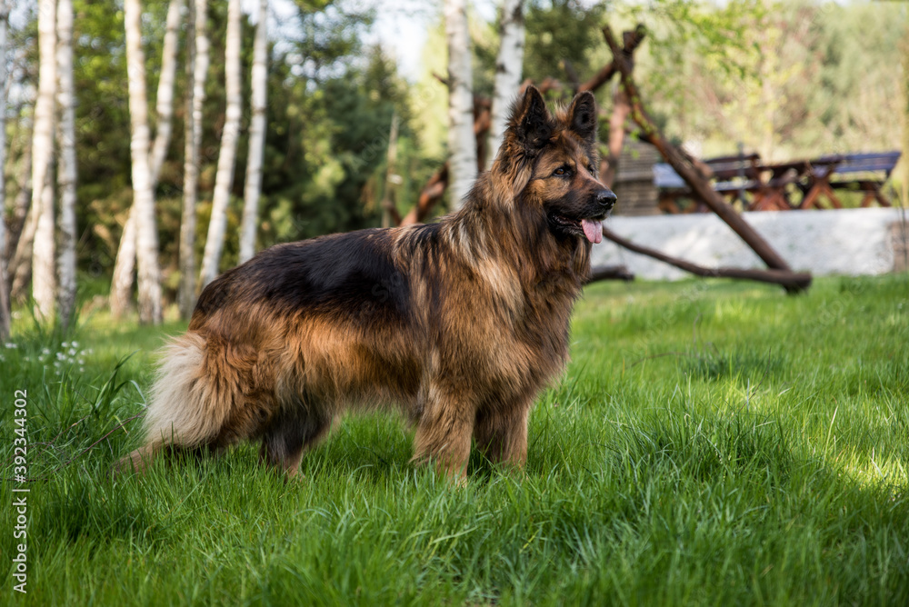 Pies Dog Owczarek Niemiecki podwórko natura - obrazy, fototapety, plakaty 