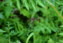 Closeup Shot Of An Argiope Lobata Waiting For Prey In Its Web Among Green Shrubs And Vegetation