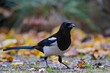 Magpie (Pica pica) close-up in colourful autumn foliage, Bavaria, Germany