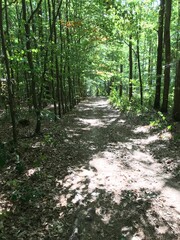 Fototapeta path in the woods