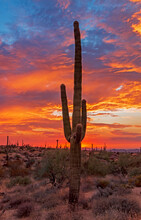 Vertical Image Of A Saguaro Cactus At Sunset With Colorful Skies 