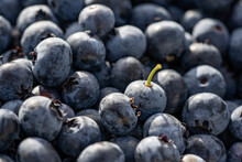 Closeup Shot Of A Pile Of Freshly Harvested Blueberries