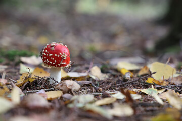 Wall Mural - Close up of Amanita Muscaria mushroom in forest