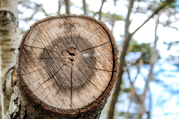 Closeup shot of the cracks on the cut tree's surface