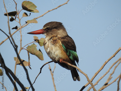 Fotomural Closeup shot of halcyon perched on a branch