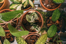 Top View Of Flowerpots With Various Spotted Hoya Plants Inside A Grow Box
