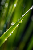 Fototapeta Natura - Vertical shallow focus shot of dew on a plant