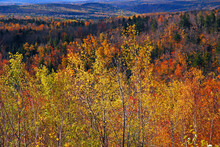 Autumn Colors On A Hillside