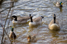 Group Of Ducks In The Lake At Loch Raven Baltimore Maryland USA
