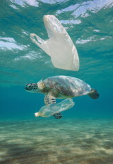 Wall Mural - Plastic waste pollution underwater, a sea turtle with plastic bag and bottle in the ocean