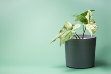 Syngonium Variegated, Potted Plant For Interior Home Decoration.