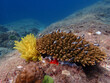 Fish and corals under blue sea, underwater photography