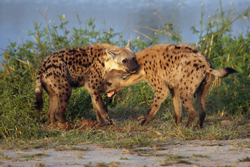 Wall Mural - The spotted hyena (Crocuta crocuta), also known as the laughing hyena. A pair of hyenas during a welcoming ceremony during a meeting at a watering hole.