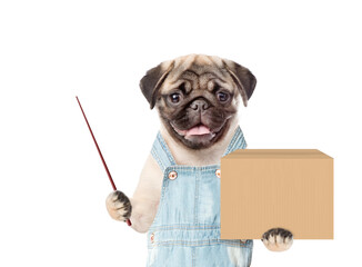 Poster - Pug puppy wearing overalls holds big box and points away on empty space. Delivery concept. Isolated on white background