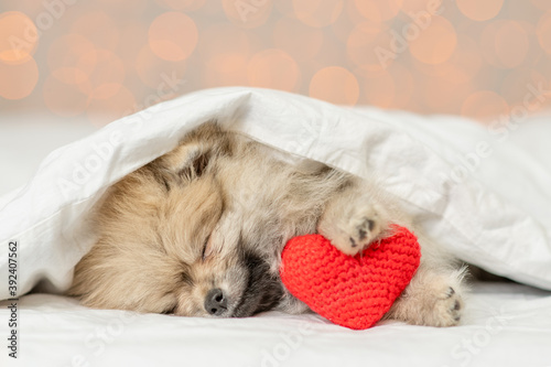 Fotografía Cute Pomeranian spitz puppy sleeps on a bed at home with red heart on festive background