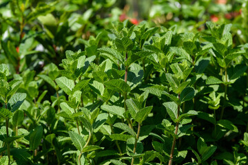 Naklejka na meble Many fresh green mint leaves in direct sunlight, in a herbs garden, in a sunny summer day, beautiful outdoor monochrome background photographed with soft focus.