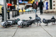 Pigeons Eat In The Middle Of The Street