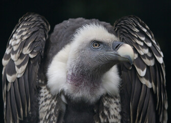 Poster - Closeup of a Griffon vulture, a bird of prey