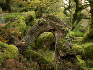 Wall Mural - Twisted Oak tree covered in moss and ferns in Dartmoors Wistmanns Wood