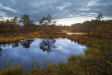 Autumn Landscape In A Northern Swamp With A Gloomy Sky In The Nature Reserve Boloto Ozernoe In The Leningrad Region Of Russia