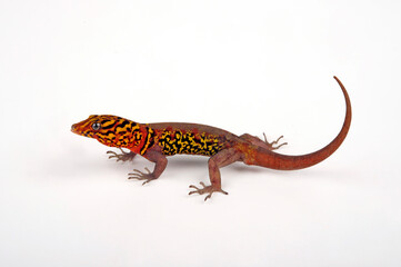 Poster - Kugelfingergecko, Zwerggecko (Gonatodes ceciliae) - Brilliant South American gecko