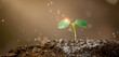 Young plant growing on soil with drop water on leaf and splashing. Green sprout growth for saving energy for earth day concept. For web banner