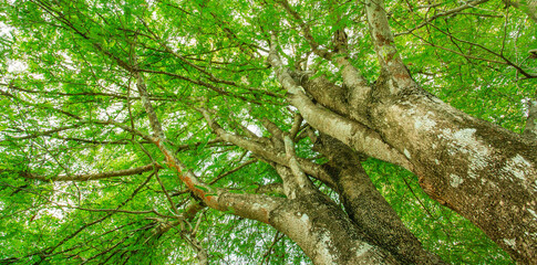 Wall Mural - beautiful forest tree. nature green leaves background with daylight. for web banner
