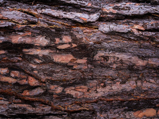 pine tree bark, brown abstract texture, dark natural wood background