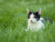 Kot w zielonej trawie 