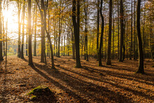 Sun Flare In Autumn In The Forest Near Borger, Netherlands