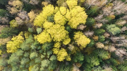 Wall Mural - Autumn forest landscape with golden trees, aerial top-down view. Slow flight in forest on fall season.
