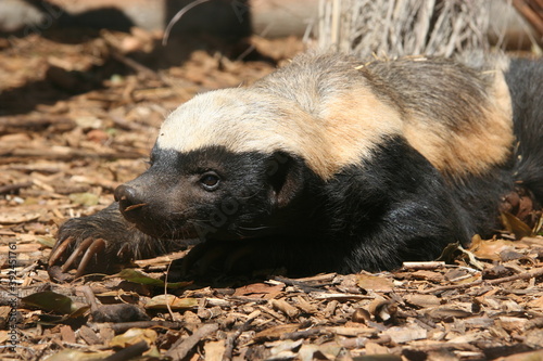 Fotomural The honey badger, Mellivora capensis, is a rare beast in Africa