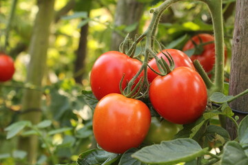 a bunch with red cherry tomatoes closeup at a plant in a greenhouse