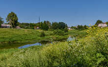 Blooming Summer Flowers On Green Banks Of Kasplya River In Demidov, Smolensk Region, Russia